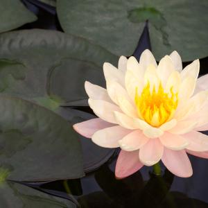 yellow lotus flower on a pond