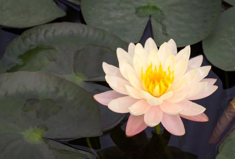 yellow lotus flower on a pond